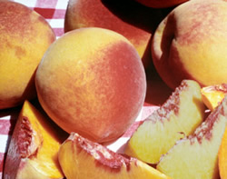  Elberta Peach - Prunus persica 'Elberta'