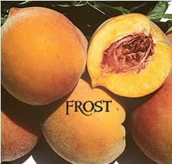  Frost Peach - Prunus persica 'frost'