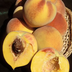  Hale-Haven Peach - Prunus persica